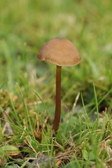 Entoloma infula