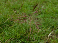 Bothriochloa bladhii