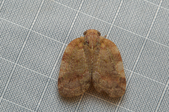 Ricaniidae