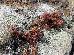 Dracophyllum recurvum