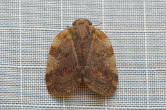 Ricaniidae