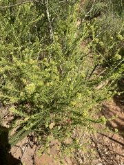 Thesium capitatum