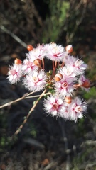 Verticordia insignis