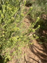 Thesium capitatum
