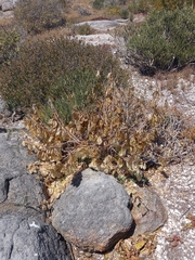 Lessertia frutescens