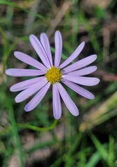 Vittadinia triloba