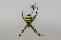 Argiope aetherea