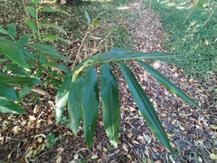 Alpinia caerulea
