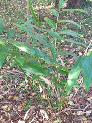 Alpinia caerulea