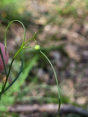 Vittadinia triloba