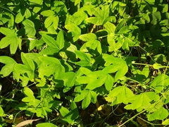 Passiflora subpeltata