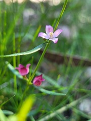 Cyanothamnus polygalifolius