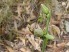 Calochilus
