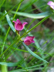 Cyanothamnus polygalifolius
