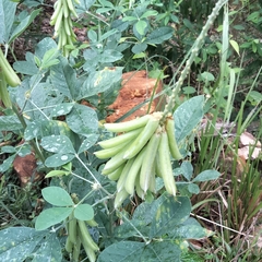 Crotalaria pallida
