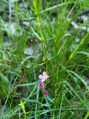Cyanothamnus polygalifolius