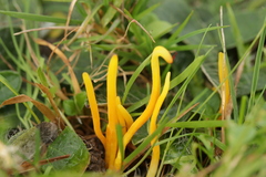 Clavulinopsis laeticolor