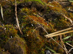 Pterygoneurum ovatum