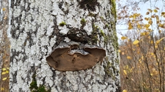 Phellinus populicola