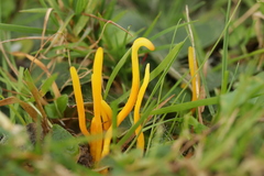 Clavulinopsis laeticolor