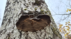 Phellinus populicola