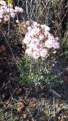 Verticordia insignis