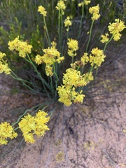 Glischrocaryon behrii