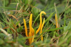 Clavulinopsis laeticolor