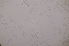 Clavulinopsis laeticolor