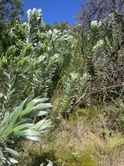 Leucadendron argenteum