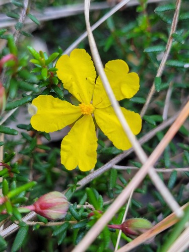Hibbertia pedunculata, photograph 2