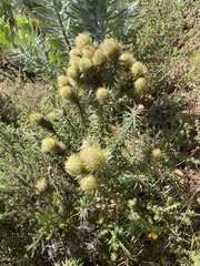 Phylica pubescens
