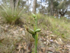 Calochilus