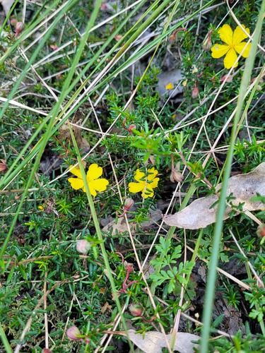 Hibbertia pedunculata, photograph 3