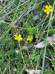 Hibbertia pedunculata