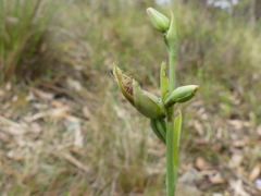 Calochilus
