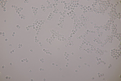 Clavulinopsis laeticolor