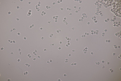 Clavulinopsis laeticolor