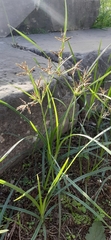 Cyperus longus