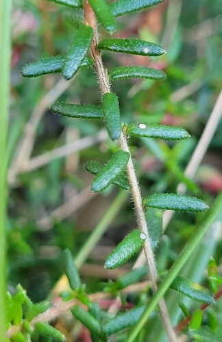 Hibbertia pedunculata, photograph 4