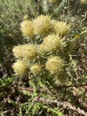 Phylica pubescens