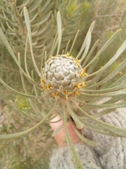 Leucadendron galpinii