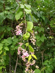 Bignonia diversifolia