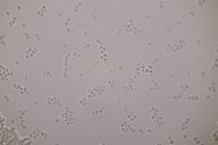 Clavulinopsis laeticolor