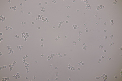 Clavulinopsis laeticolor