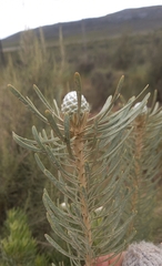 Leucadendron galpinii