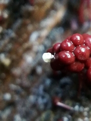 Onychiurinae