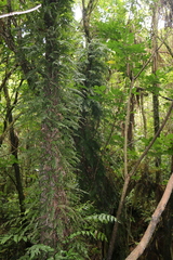 Blechnum filiforme