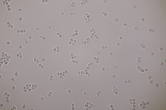 Clavulinopsis laeticolor