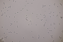 Clavulinopsis laeticolor